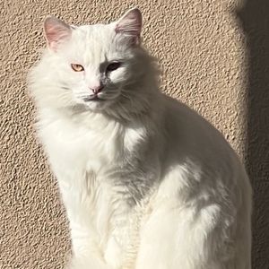 Meet your Posher, Richard